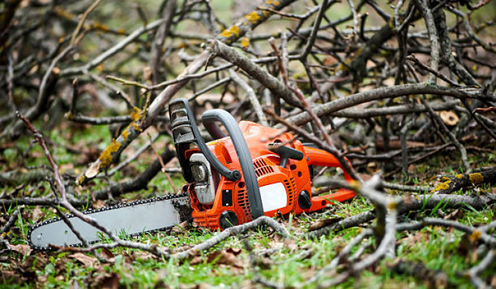 Fotka - Oznámenie o plánovanom výrube drevín/krovitých porastov - VSD